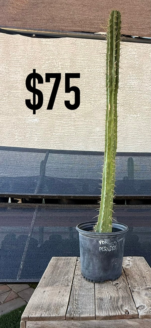 San Pedro Cactus (Trichocereus pachanoi, unlabeled)