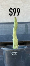 Totem Spiralis Cactus - Monstrose Columnar