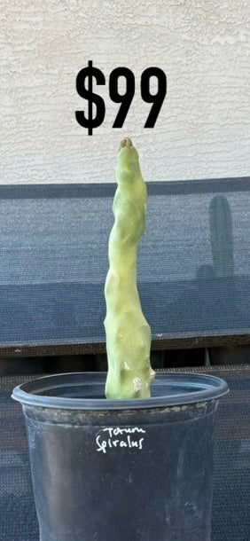 Totem Spiralis Cactus - Monstrose Columnar