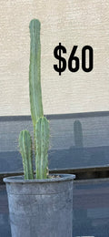 Blue-Green Trichocereus Cactus - Multi-Column Cluster