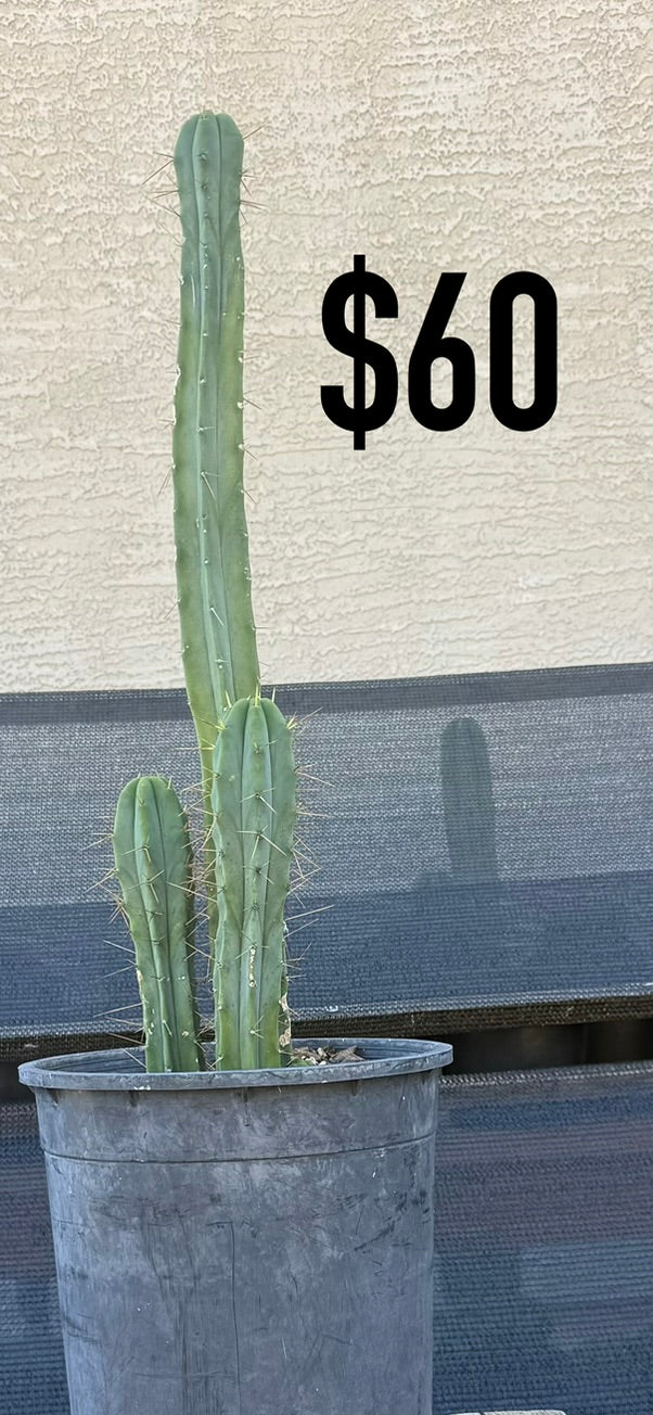 Blue-Green Trichocereus Cactus - Multi-Column Cluster