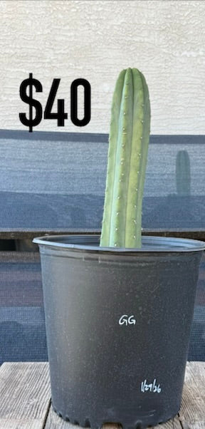GG Trichocereus Cactus - Tall Upright Columnar