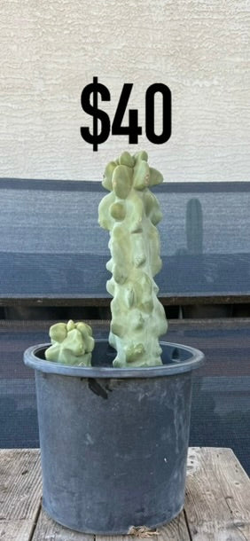 Totem Pole Monstrose Cactus - Clustered Form