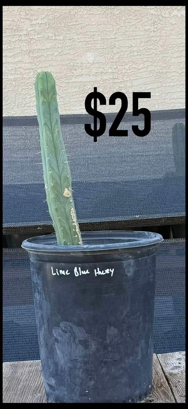 Lime Blue Huey Trichocereus Cactus - Rooted Columnar