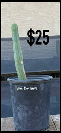 Lime Blue Huey Trichocereus Cactus - Rooted Columnar
