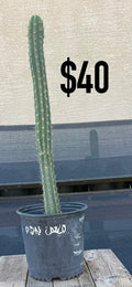 BDN CO20 Trichocereus Cactus - Tall Blue-Green Columnar