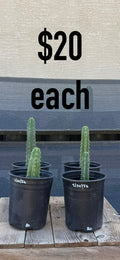 BD Trichocereus Cactus - Potted Columnar Starts