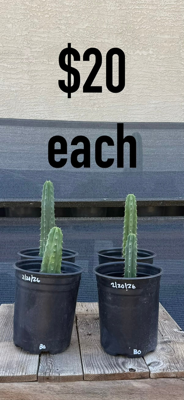 BD Trichocereus Cactus - Potted Columnar Starts