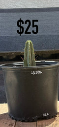 BLK Trichocereus Cactus - Rooted Blue-Green Columnar