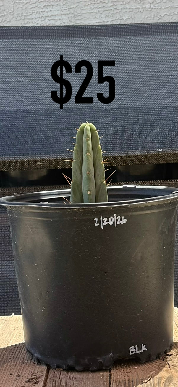 BLK Trichocereus Cactus - Rooted Blue-Green Columnar