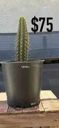 RK37 Trichocereus Cactus - Rooted Spined Columnar