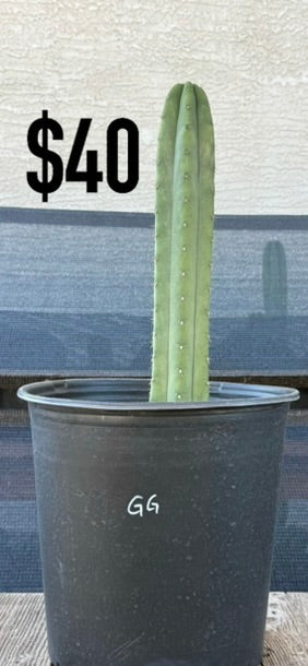 San Pedro Cactus (Trichocereus pachanoi, unlabeled)
