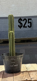 TPM x Peru Seaside Trichocereus Cactus - Double Column Cluster