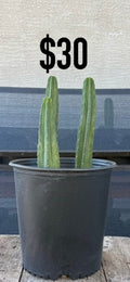 San Pedro Cactus - Three Column Upright Cluster
