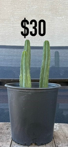 San Pedro Cactus - Three Column Upright Cluster