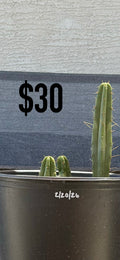 Blue-Green Trichocereus Cactus - Three Column Cluster