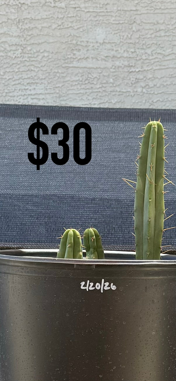 Blue-Green Trichocereus Cactus - Three Column Cluster