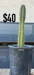 San Pedro Cactus (Trichocereus pachanoi, unlabeled)