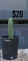 RD Trichocereus Cactus - Rooted Columnar