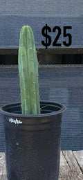 Blue-Green Trichocereus Cactus - Rooted Columnar