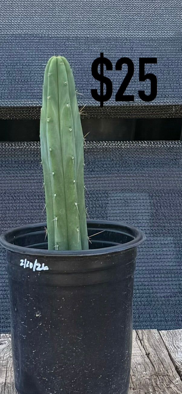 Blue-Green Trichocereus Cactus - Rooted Columnar