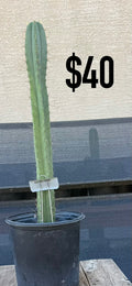 NO1 x DAFA Trichocereus Cactus - Tall Blue-Green Columnar