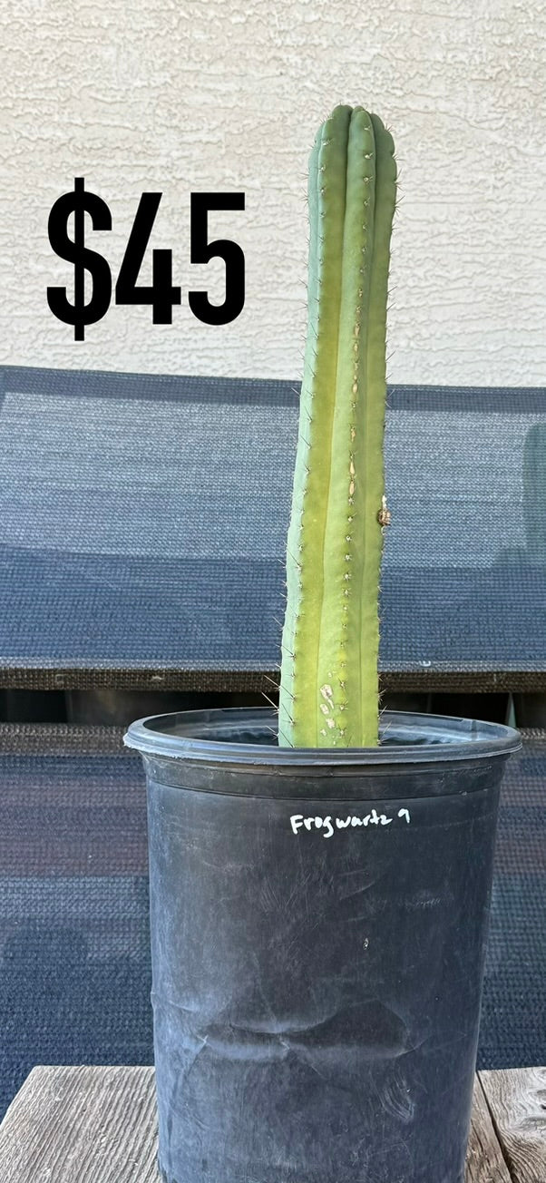 San Pedro Cactus (Trichocereus pachanoi, unlabeled)