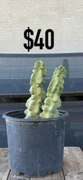 Totem Pole Monstrose Cactus - Twin Column Cluster