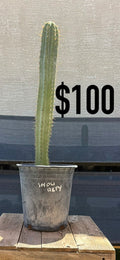 Spiny Blue-Green Trichocereus Cactus - Tall Columnar Specimen