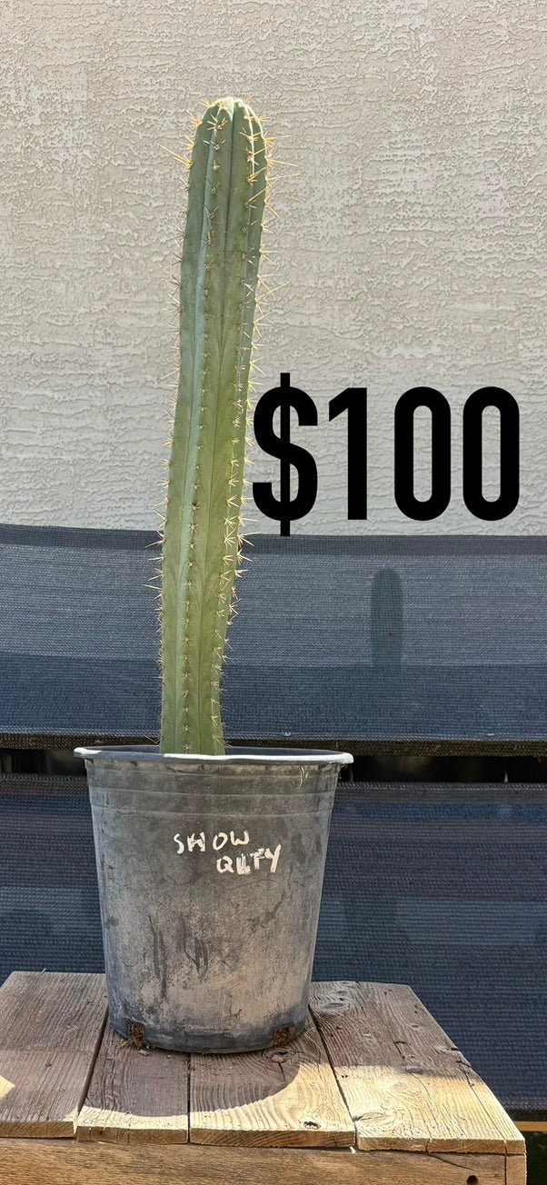 Spiny Blue-Green Trichocereus Cactus - Tall Columnar Specimen