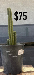 TPM Peru Sanside Trichocereus Cactus - Tall Multi-Column Cluster