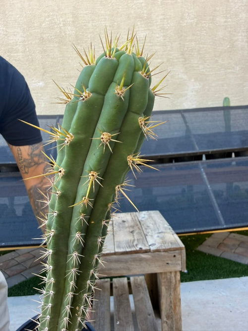 BDN CO20 Trichocereus Cactus - Tall Blue-Green Columnar