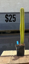 Yellow-Green Trichocereus Cactus - Tall Rooted Columnar
