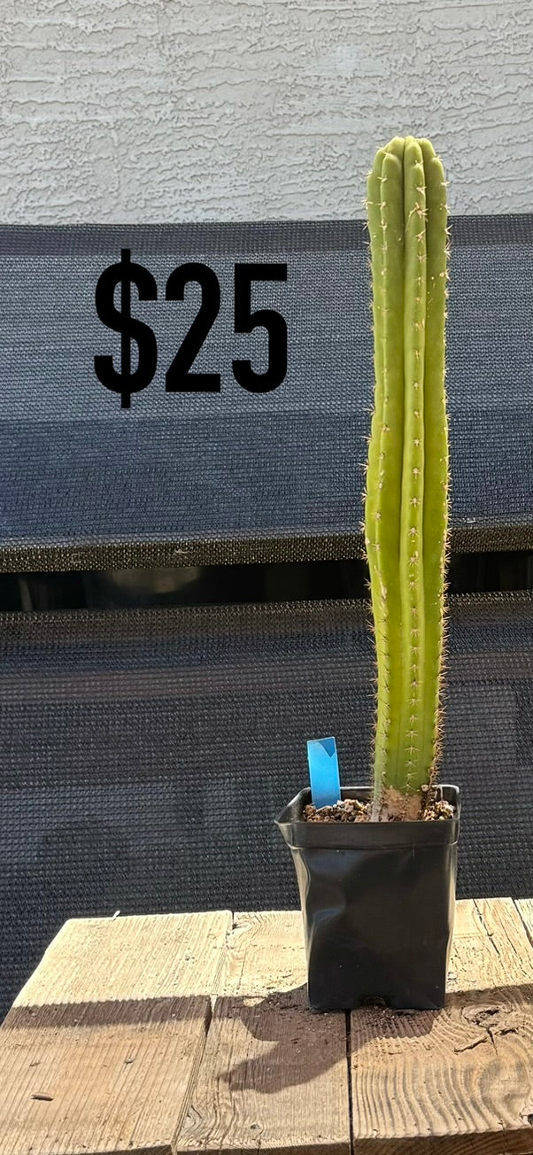 Yellow-Green Trichocereus Cactus - Tall Rooted Columnar