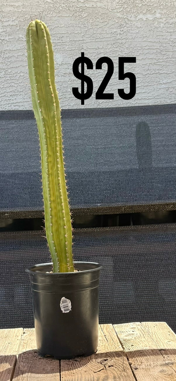 Yellow-Green Trichocereus Cactus - Tall Columnar Specimen