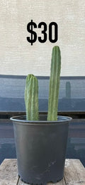 San Pedro Cactus - Double Column Cluster
