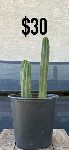 San Pedro Cactus - Double Column Cluster