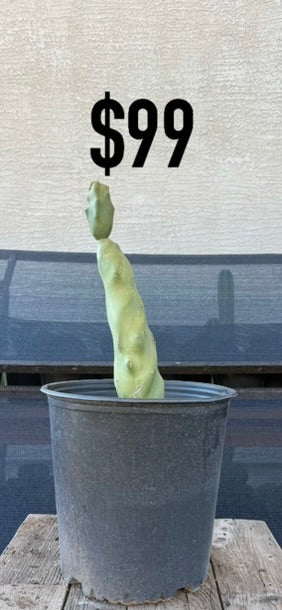 Totem Spiralis Cactus - Sculptural Spiraled Columnar