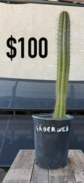 Andes San Pedro Cactus (Trichocereus pachanoi)