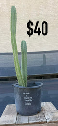 Alpine x Nuestra Bonita Trichocereus Cactus - Double Column Cluster