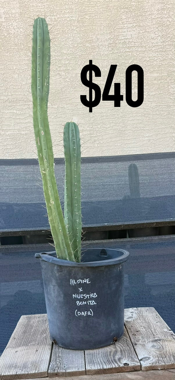 Alpine x Nuestra Bonita Trichocereus Cactus - Double Column Cluster