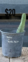 San Pedro Cactus (Huanuco, Peru)