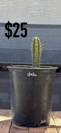 OGI’s Trichocereus Cactus - Rooted Spined Columnar