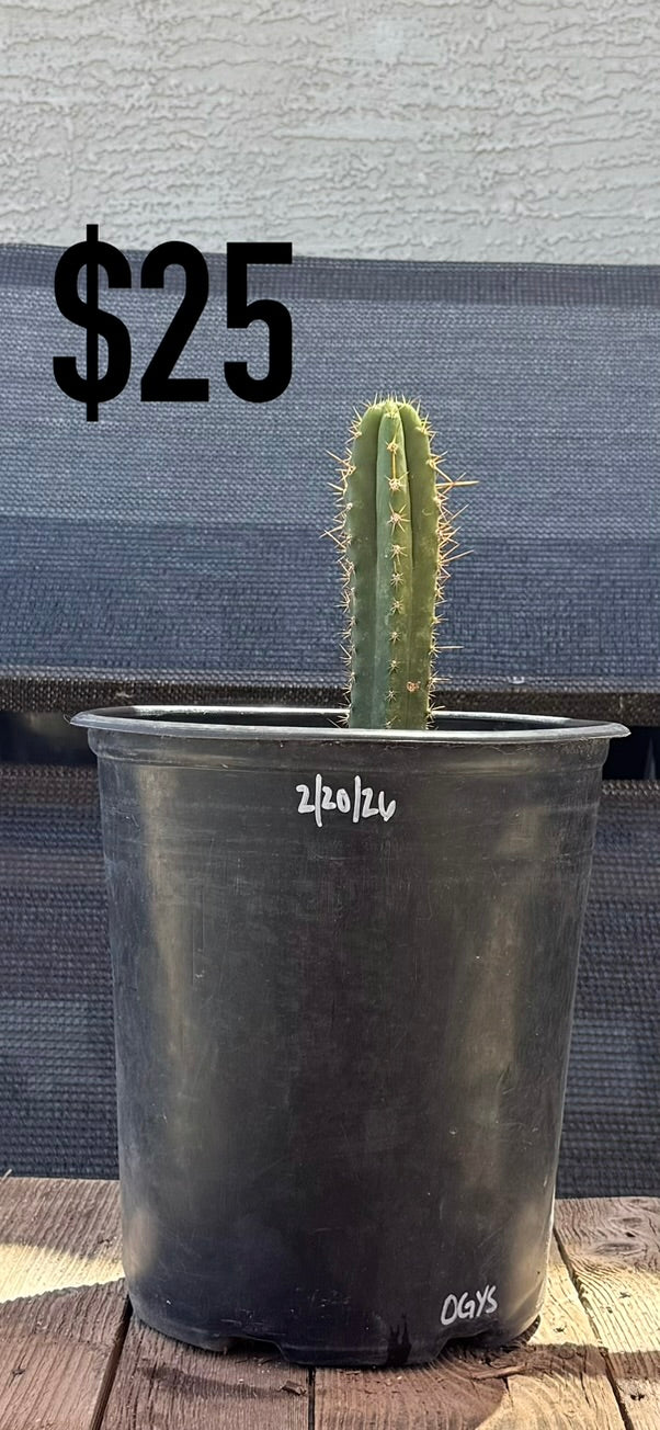 OGI’s Trichocereus Cactus - Rooted Spined Columnar