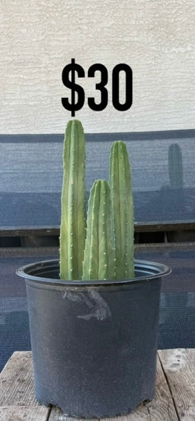 San Pedro Cactus - Triple Column Cluster