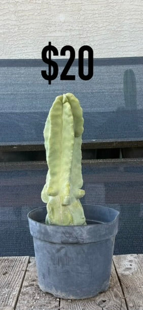 Totem Pole Monstrose Cactus - Ribbed Columnar Form