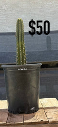 DFI Trichocereus Cactus - Rooted Spined Columnar