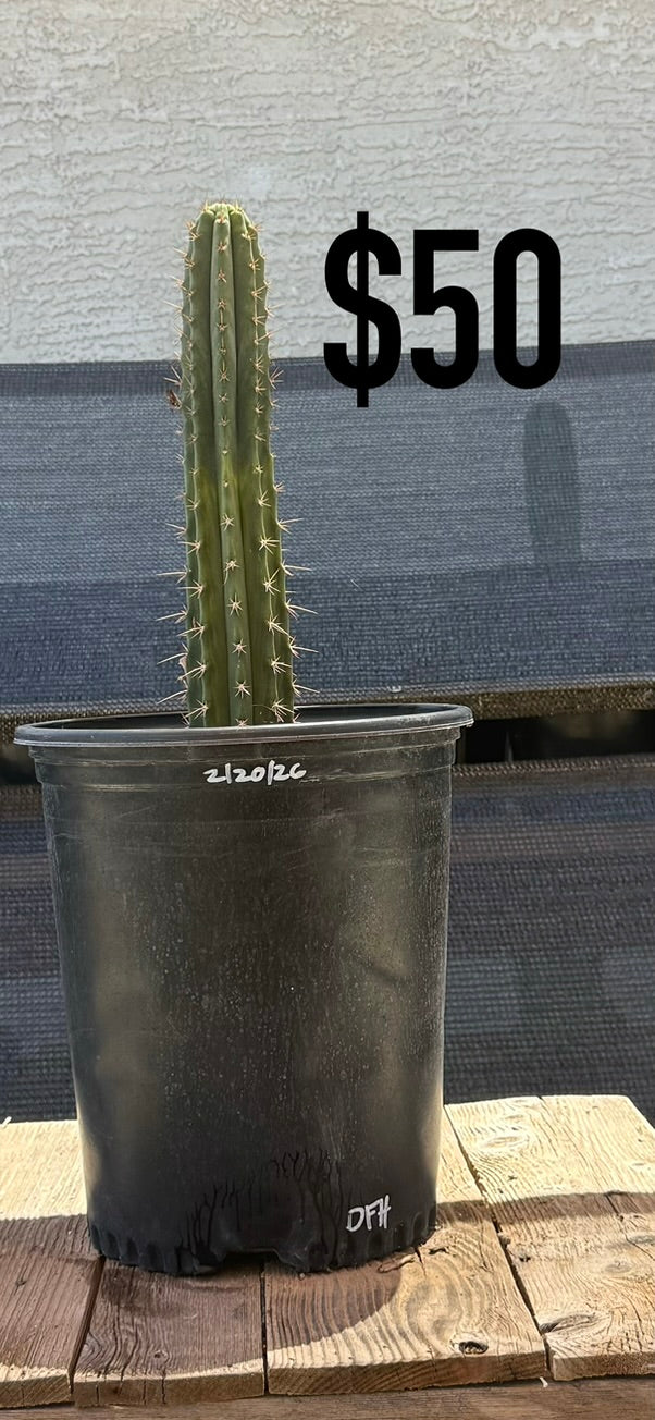 DFI Trichocereus Cactus - Rooted Spined Columnar