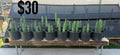 San Pedro Cactus - Potted Columnar Starts