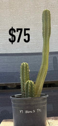 KT Ogun x TPC Trichocereus Cactus - Curved Multi-Column Cluster